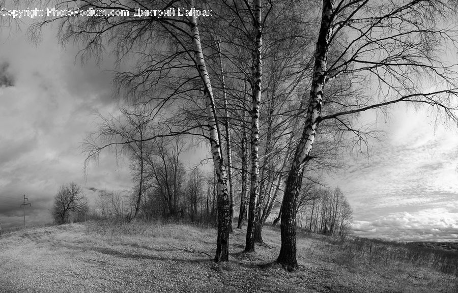 Plant, Tree, Birch, Wood, Forest, Grove, Land