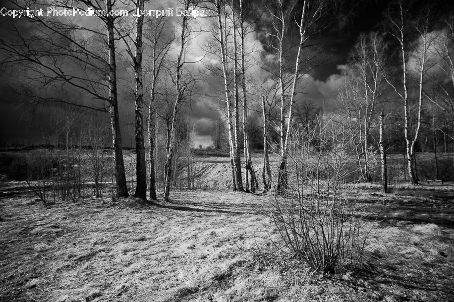 Birch, Tree, Wood, Forest, Vegetation, Grove, Land