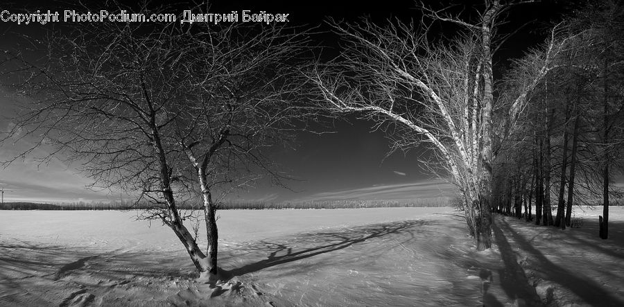 Plant, Tree, Ice, Outdoors, Snow, Birch, Wood