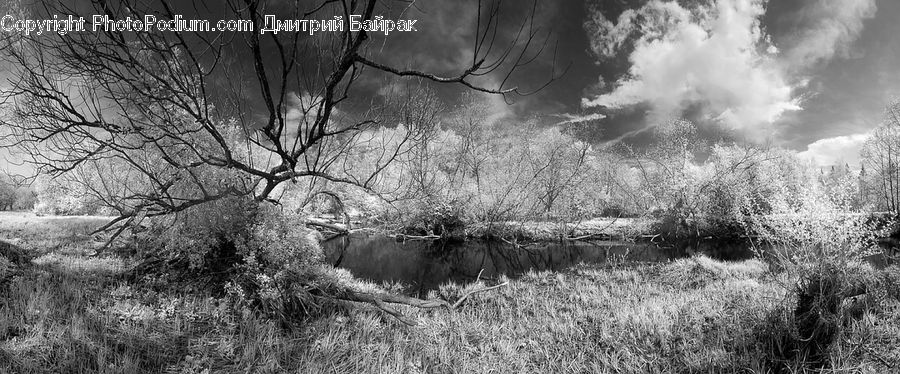 Bush, Plant, Vegetation, Land, Marsh, Outdoors, Swamp