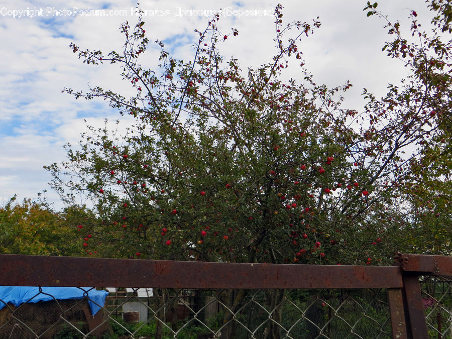 Bush, Plant, Vegetation, Blossom, Cherry Blossom, Flower, Flora