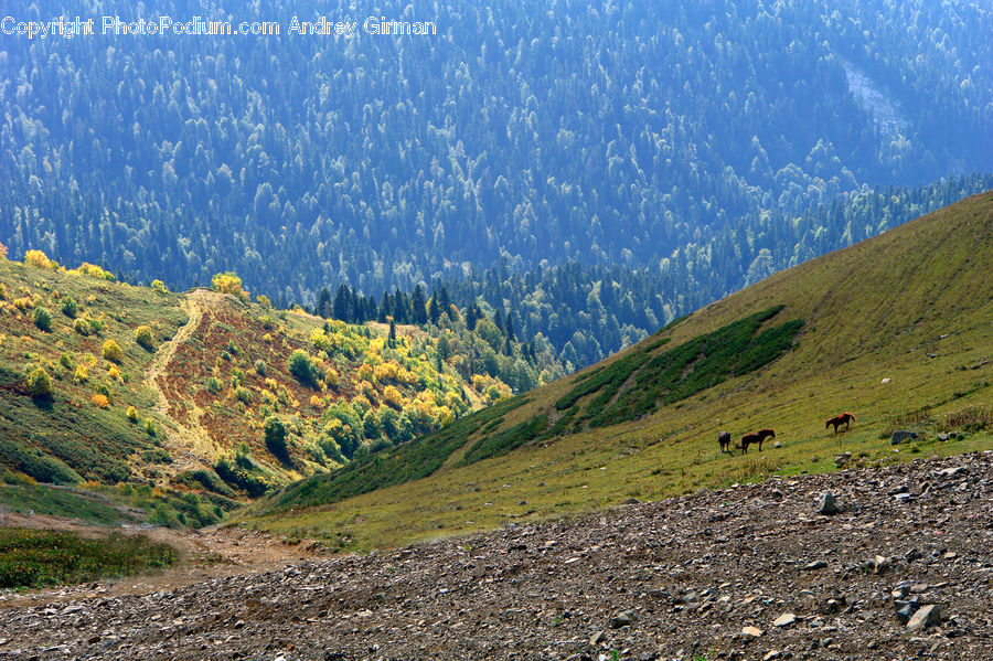 Crest, Mountain, Outdoors, Peak, Field, Grass, Grassland