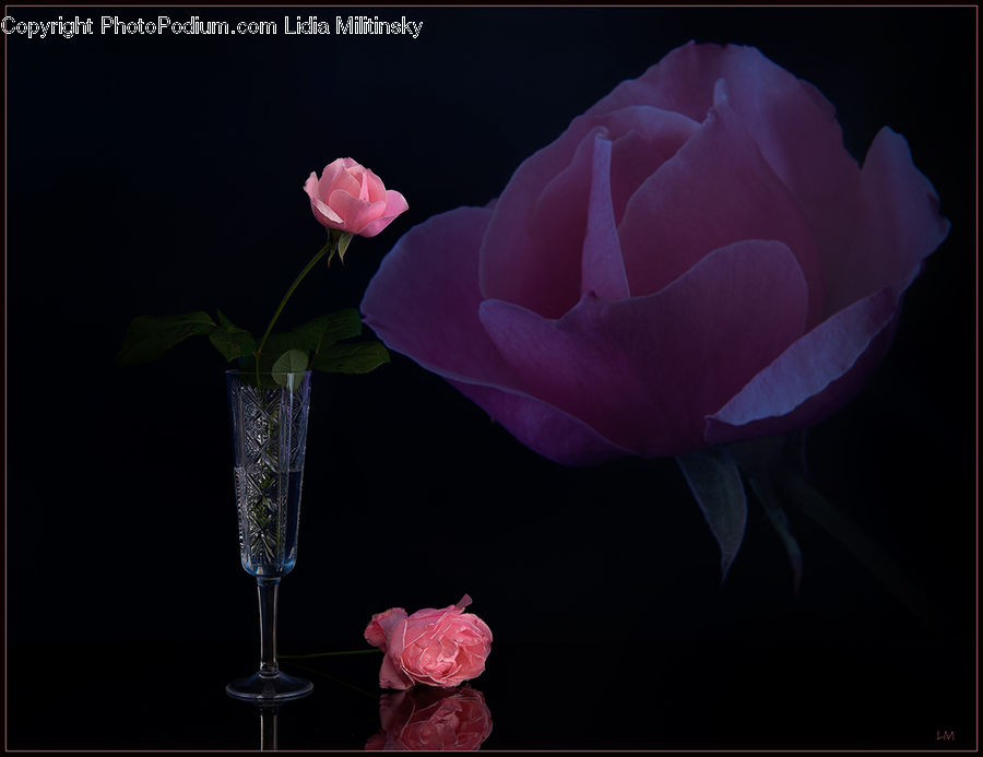 People, Person, Human, Blossom, Flower, Plant, Rose