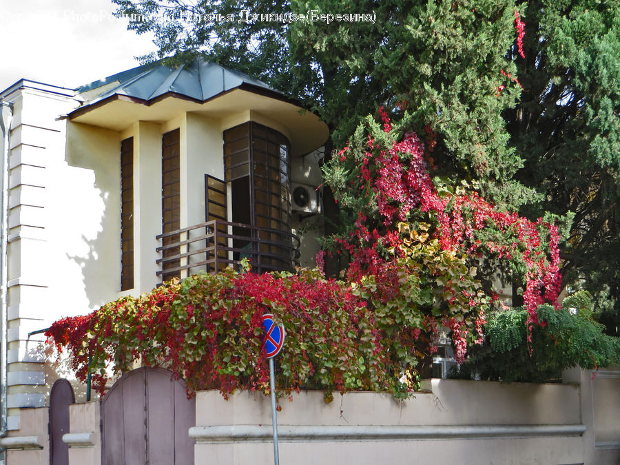 Building, Cottage, Housing, Plant, Potted Plant, Ivy, Vine