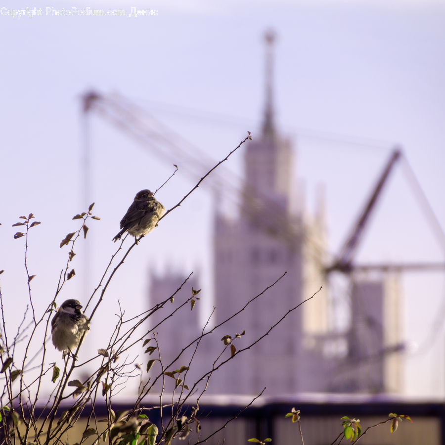 Bird, Blackbird, Field, Grass, Grassland, Plant, Leisure Activities