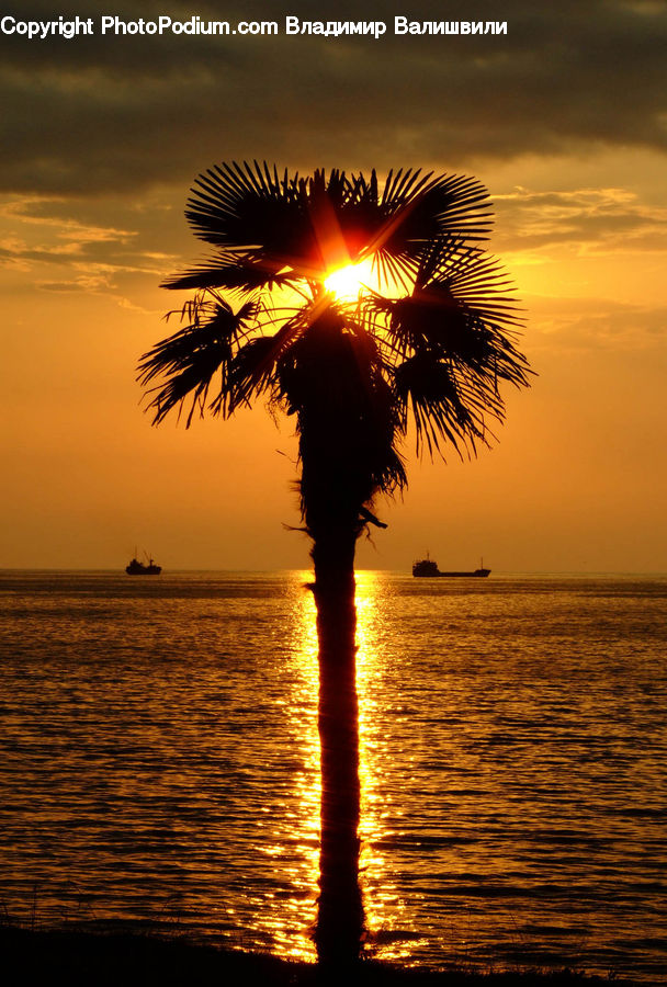 Palm Tree, Plant, Tree, Dusk, Outdoors, Sky, Sunlight