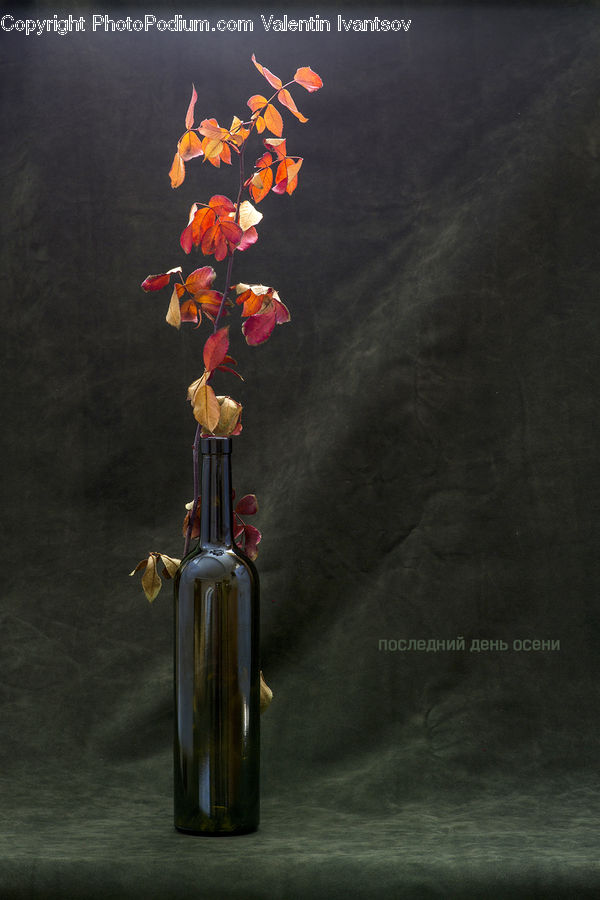 Flora, Flower, Gladiolus, Plant, Floral Design, Flower Arrangement, Flower Bouquet