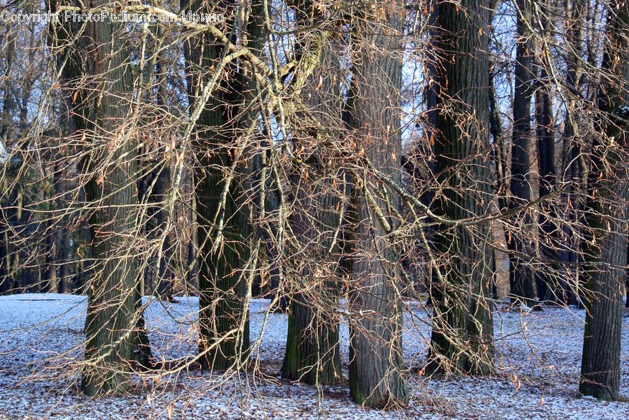 Frost, Ice, Outdoors, Snow, Birch, Tree, Wood