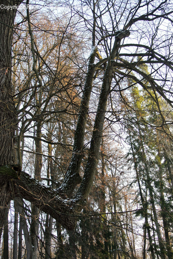 Conifer, Fir, Plant, Tree, Forest, Vegetation, Birch