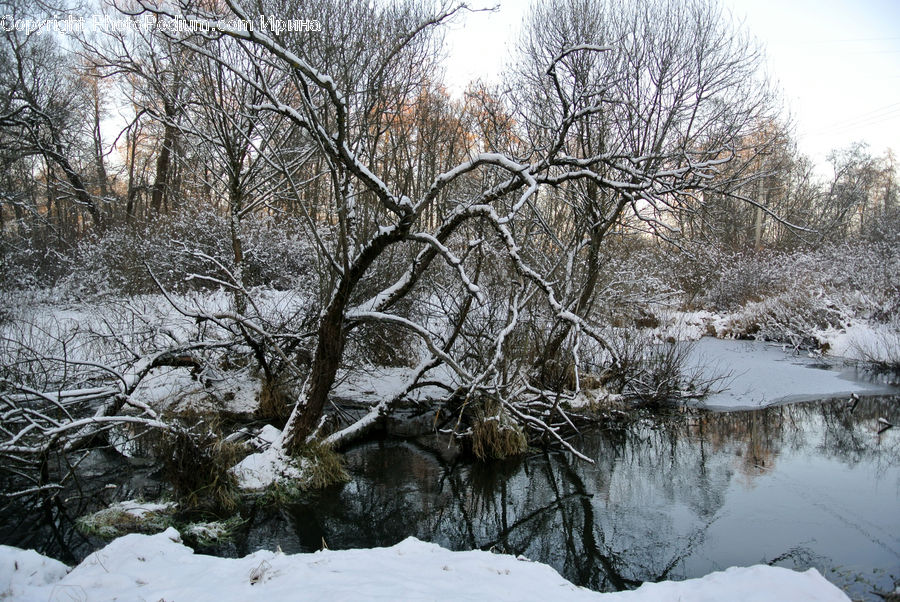 Ice, Outdoors, Snow, Frost, Plant, Tree, Landscape