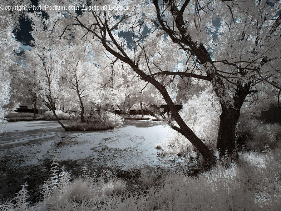 Frost, Ice, Outdoors, Snow, Blossom, Flora, Flower