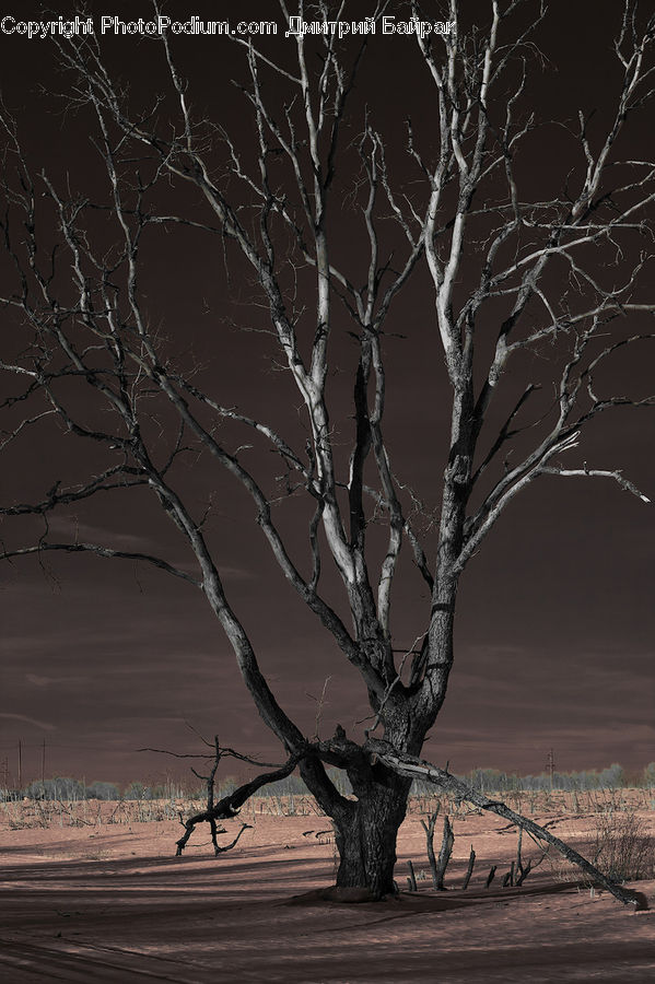 Plant, Tree, Dawn, Dusk, Sky, Sunrise, Sunset