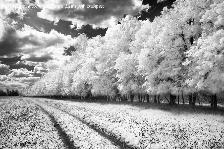 Frost, Ice, Outdoors, Snow, Blossom, Flora, Flower