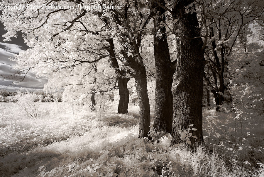 People, Person, Human, Oak, Tree, Wood, Ice