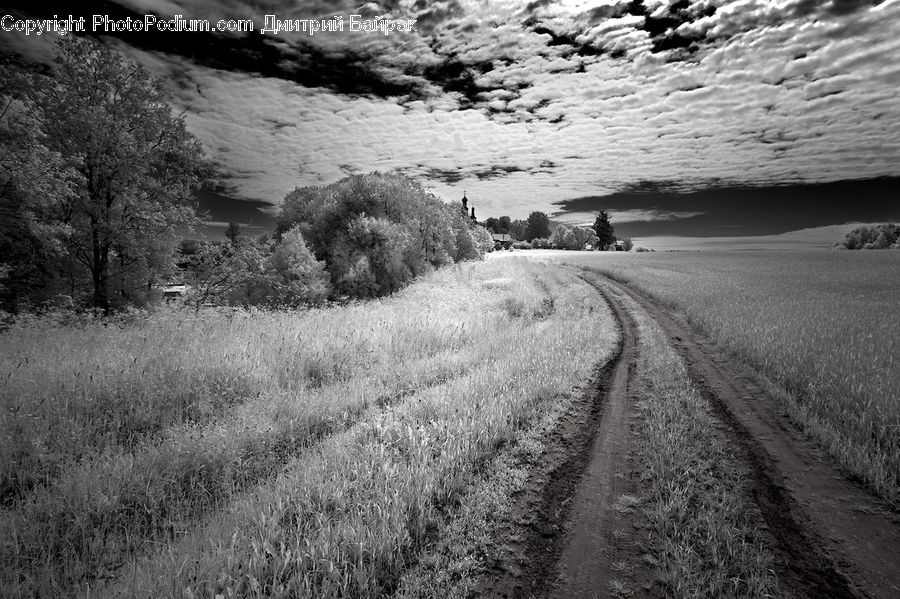 Bush, Plant, Vegetation, Countryside, Outdoors, Dirt Road, Gravel