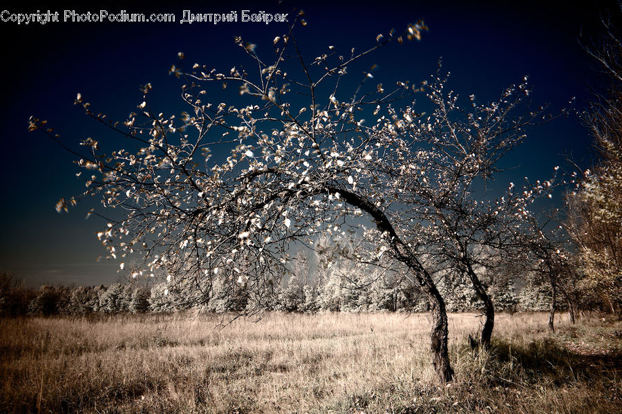 Oak, Tree, Wood, Field, Grass, Grassland, Plant