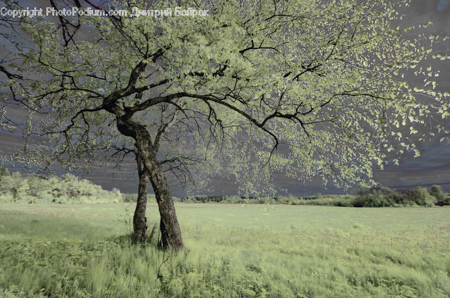 Oak, Tree, Wood, Plant, Field, Grass, Grassland