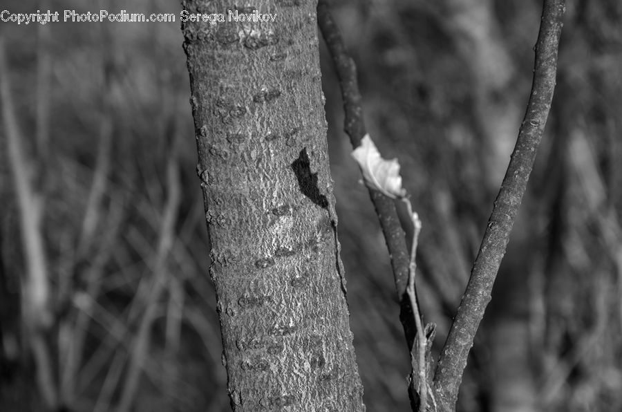 Birch, Tree, Wood, Outdoors, Forest, Vegetation, Blossom