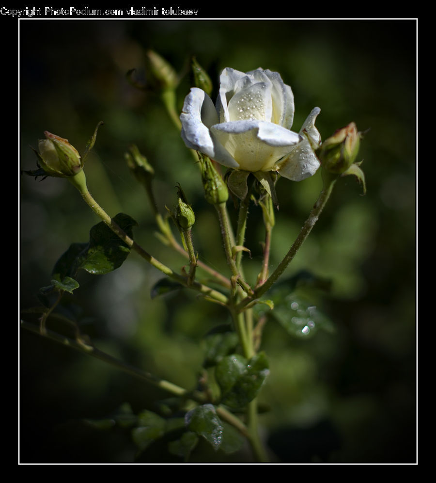 Bud, Plant, Blossom, Flora, Flower
