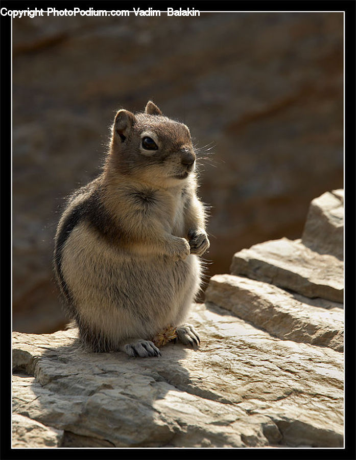 Animal, Mammal, Rodent, Squirrel, Meerkat, Wildlife