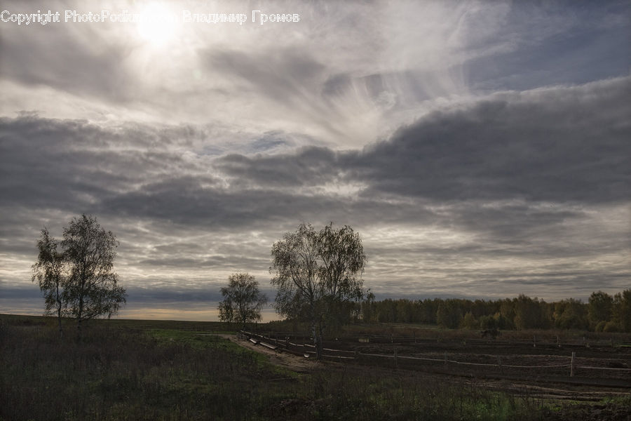 Plant, Tree, Field, Grass, Grassland, Land, Outdoors