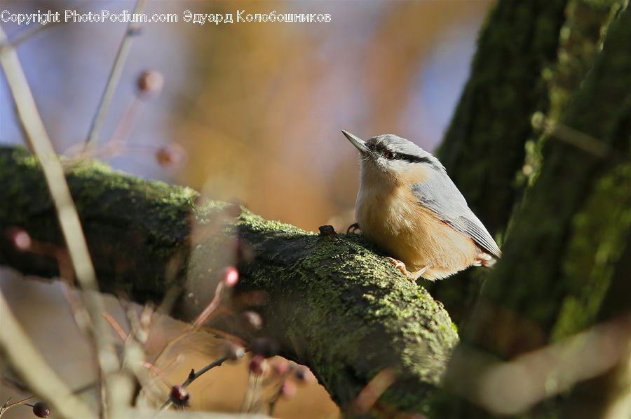 Bird, Flicker Bird, Woodpecker, Wren, Moss, Plant, Bee Eater
