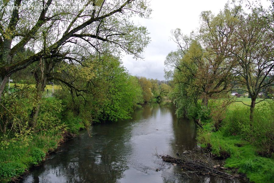 Canal, Outdoors, River, Water, Creek, Pond, Forest