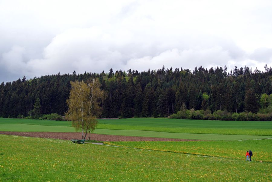 Field, Grass, Grassland, Land, Outdoors, Lawn, Conifer