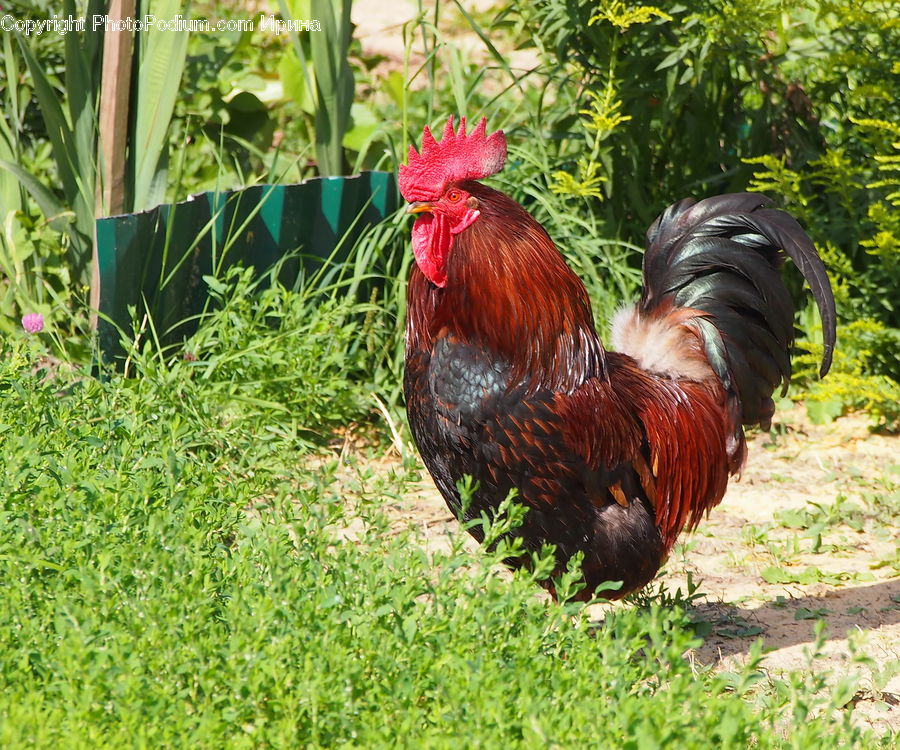 Fowl, Plant, Potted Plant, Leek, Aloe, Chicken, Cock Bird