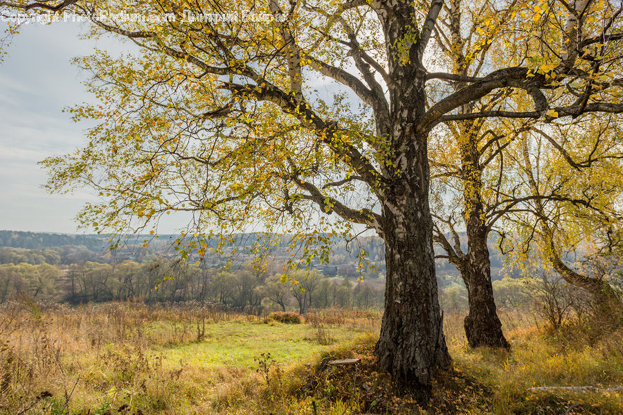 Oak, Tree, Wood, Plant, Field, Grass, Grassland