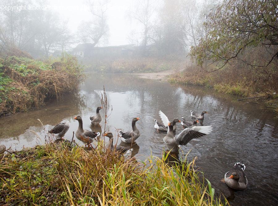 Bird, Waterfowl, Goose, Puffin, Duck, Teal, Outdoors