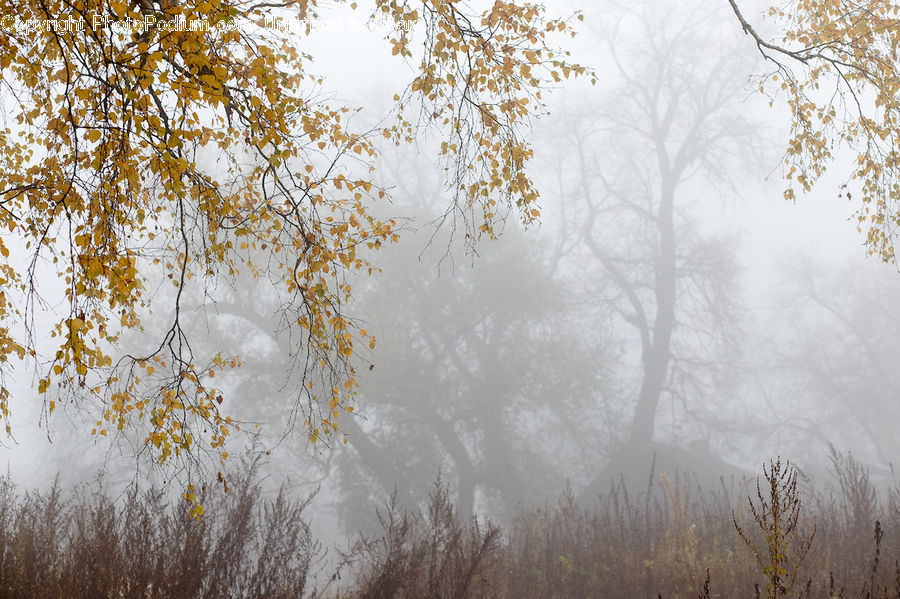Fog, Mist, Outdoors, Forest, Vegetation, Landscape, Nature