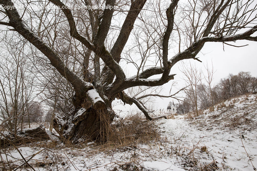 Oak, Tree, Wood, Plant, Forest, Vegetation, Outdoors