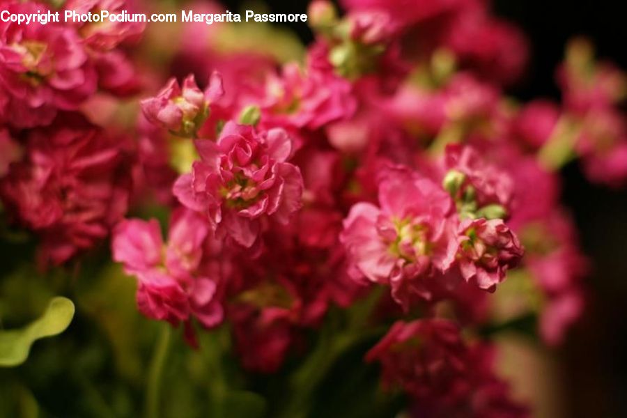 Blossom, Flora, Flower, Plant, Petal, Cherry Blossom, Geranium