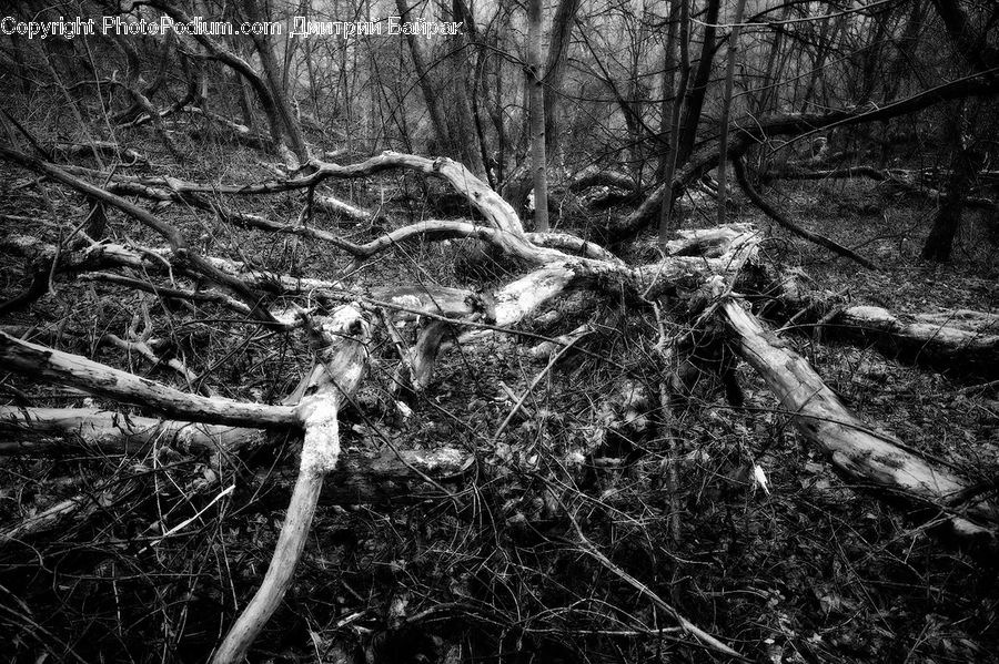 Forest, Vegetation, Plant, Tree, Grove, Land, Jungle