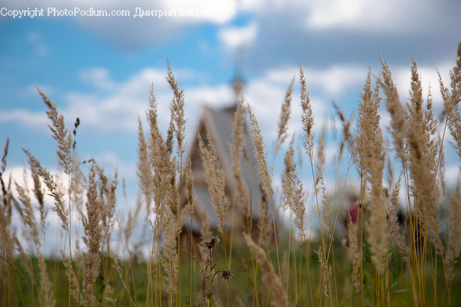Field, Grass, Grassland, Plant