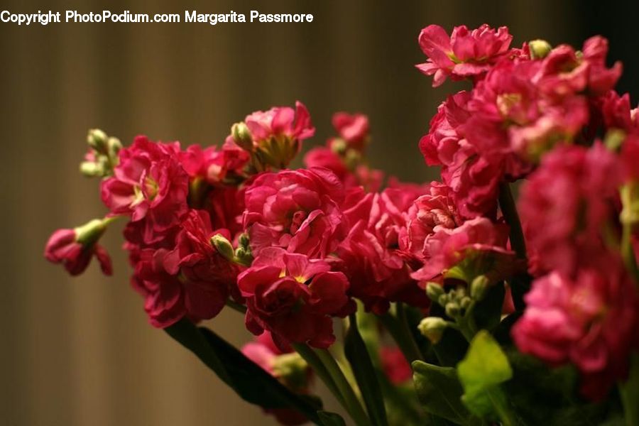 Blossom, Flower, Peony, Plant, Potted Plant, Flora, Geranium