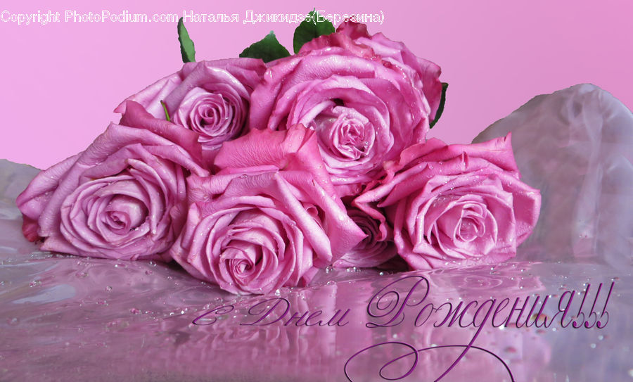 Flower, Flower Arrangement, Flower Bouquet, Floral Design, Blossom, Carnation, Plant