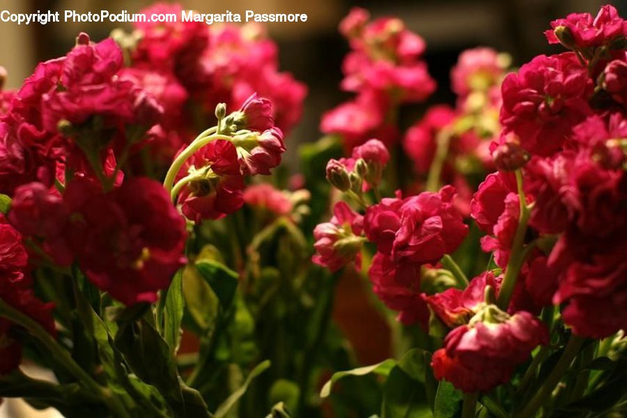Blossom, Flora, Flower, Plant, Tulip, Gladiolus, Carnation