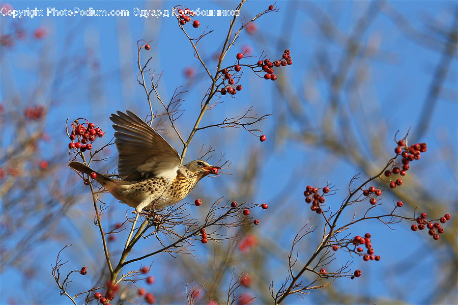 Bird, Flicker Bird, Woodpecker, Blossom, Cherry Blossom, Flower, Flora