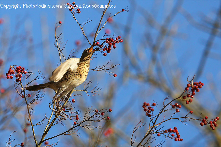 Bird, Flicker Bird, Woodpecker, Sparrow, Crane Bird, Heron, Beak