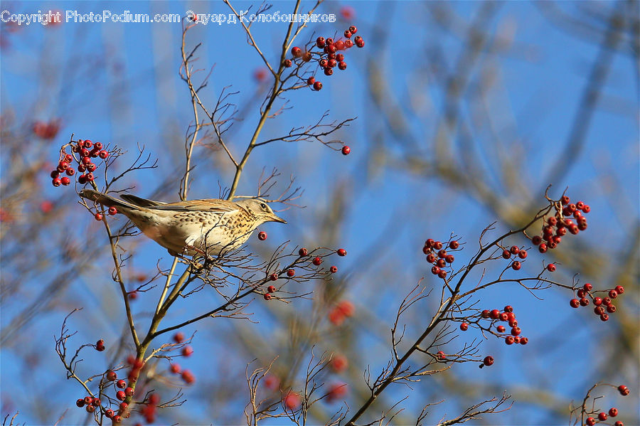 Blossom, Cherry Blossom, Flower, Flora, Plant, Bird, Blackbird