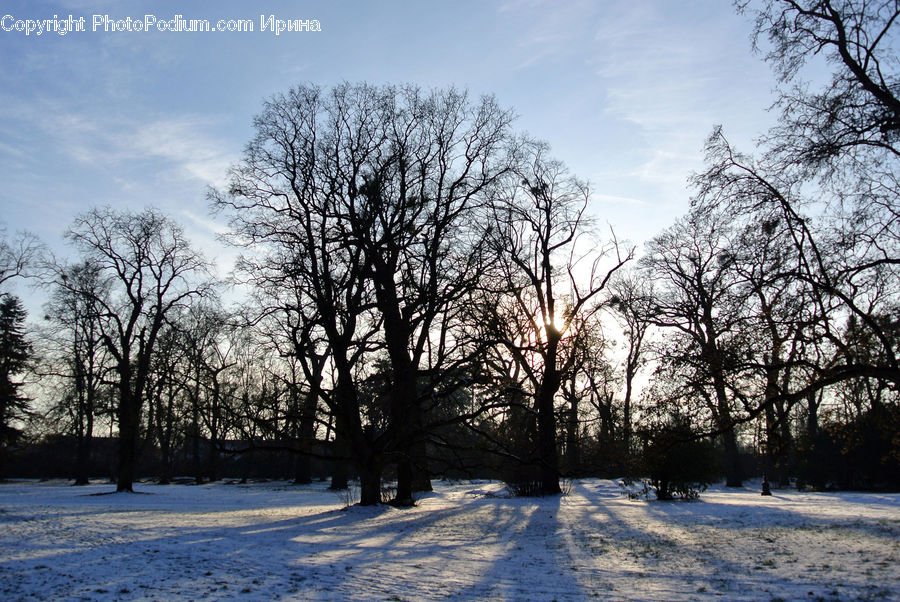 Frost, Ice, Outdoors, Snow, Plant, Tree, Oak