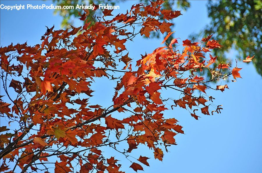Maple, Tree, Wood, Oak, Plant, Sycamore, Tree Trunk
