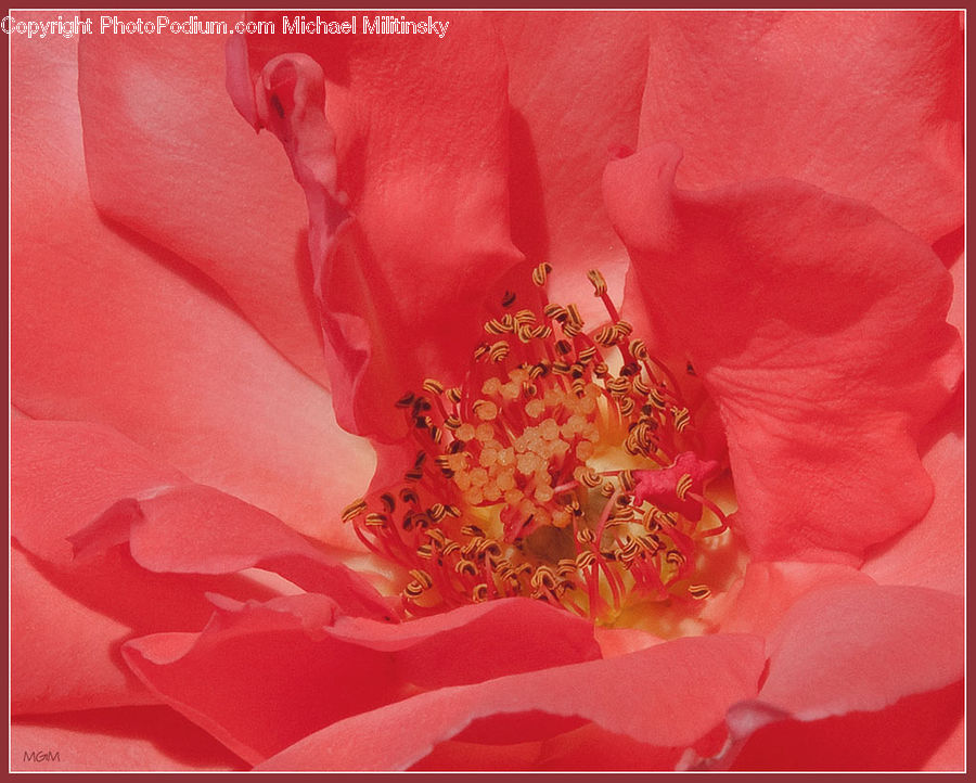 Blossom, Flower, Peony, Plant, Flora, Carnation, Flower Arrangement