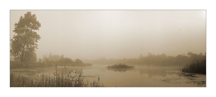 Fog