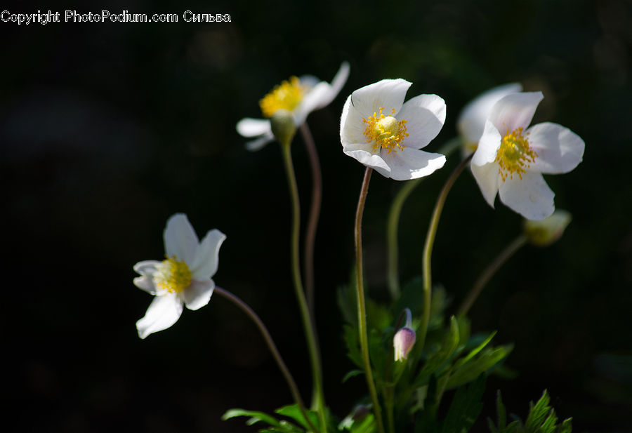 Blossom, Daffodil, Flora, Flower, Plant, Anemone, Aquilegia