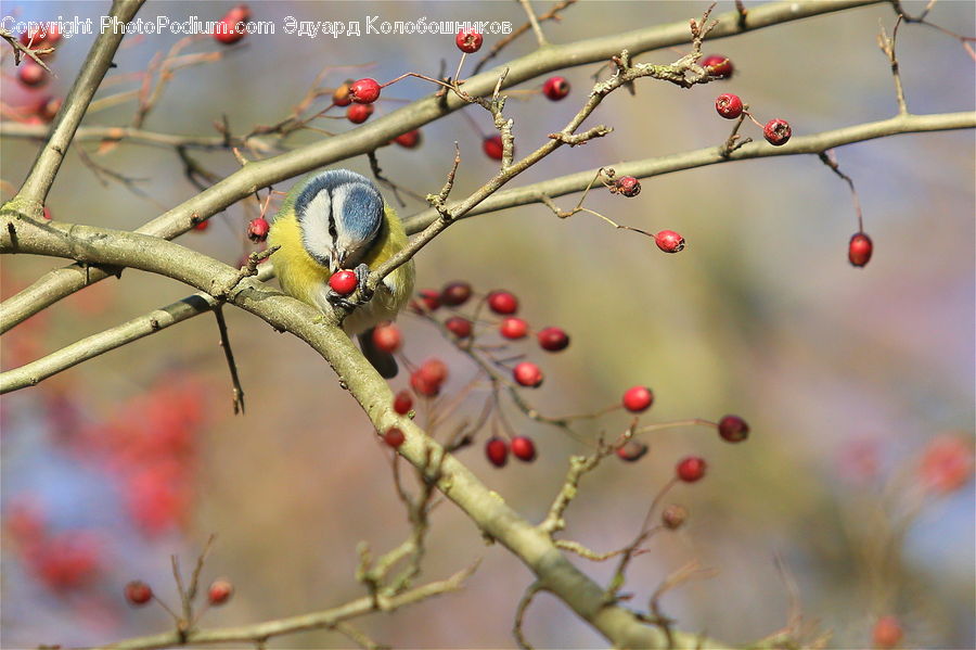 Bee Eater, Bird, Moss, Plant, Cherry, Fruit, Bishop