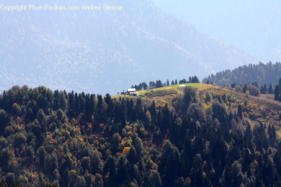 Conifer, Fir, Pine, Spruce, Wood, Plant, Tree