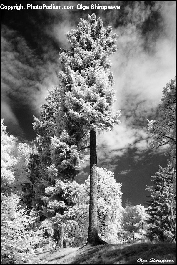 Conifer, Fir, Plant, Tree, Bush, Vegetation, Forest